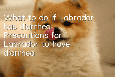 What to do if Labrador has diarrhea? Precautions for Labrador to have diarrhea
