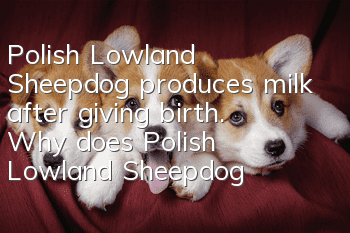 Polish Lowland Sheepdog produces milk after giving birth. Why does Polish Lowland Sheepdog produce insufficient milk after giving birth?