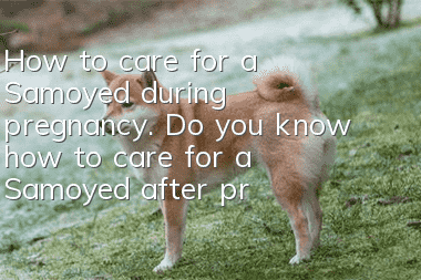How to care for a Samoyed during pregnancy. Do you know how to care for a Samoyed after pregnancy?