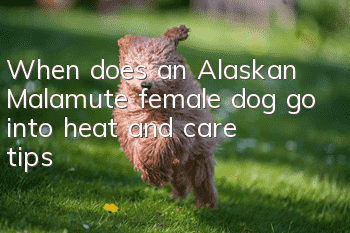 When does an Alaskan Malamute female dog go into heat and care tips?