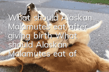 What should Alaskan Malamutes eat after giving birth? What should Alaskan Malamutes eat after giving birth?