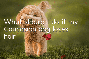 What should I do if my Caucasian dog loses hair?