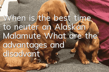 When is the best time to neuter an Alaskan Malamute? What are the advantages and disadvantages of dog neutering?