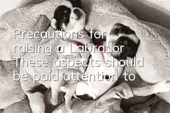 Precautions for raising a Labrador: These aspects should be paid attention to
