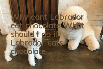 Why can’t Labrador eat chocolate? What should I do if Labrador eats chocolate?