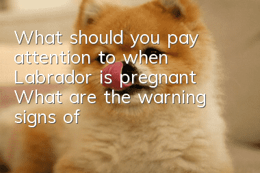 What should you pay attention to when Labrador is pregnant? What are the warning signs of Labrador pregnancy?