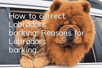 How to correct Labrador's barking. Reasons for Labrador's barking.