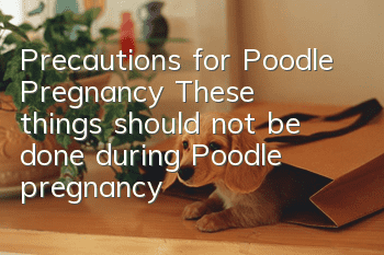 Precautions for Poodle Pregnancy: These things should not be done during Poodle pregnancy