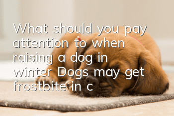 What should you pay attention to when raising a dog in winter? Dogs may get frostbite in cold weather
