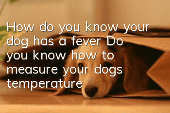 How do you know your dog has a fever? Do you know how to measure your dog’s temperature?