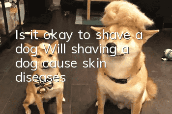 Is it okay to shave a dog? Will shaving a dog cause skin diseases?