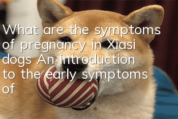What are the symptoms of pregnancy in Xiasi dogs? An introduction to the early symptoms of pregnancy in Xiasi dogs