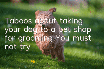 Taboos about taking your dog to a pet shop for grooming! You must not try
