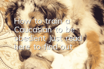 How to train a Caucasian to be obedient? Just read here to find out!
