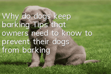 Why do dogs keep barking? Tips that owners need to know to prevent their dogs from barking!