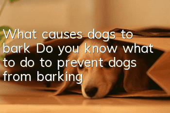 What causes dogs to bark? Do you know what to do to prevent dogs from barking?