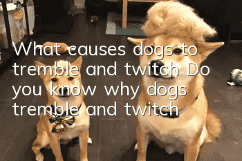What causes dogs to tremble and twitch? Do you know why dogs tremble and twitch?