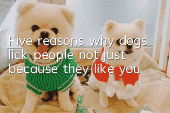 Five reasons why dogs lick people, not just because they like you