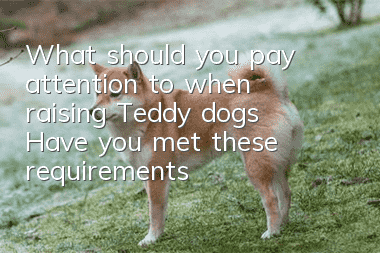 What should you pay attention to when raising Teddy dogs? Have you met these requirements?