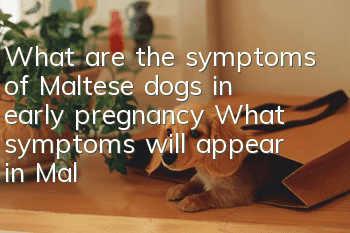 What are the symptoms of Maltese dogs in early pregnancy? What symptoms will appear in Maltese dogs in early pregnancy?