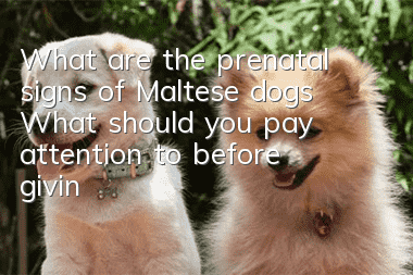 What are the prenatal signs of Maltese dogs? What should you pay attention to before giving birth to Maltese dogs?