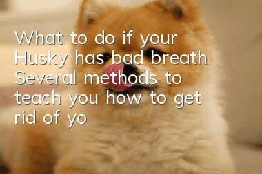 What to do if your Husky has bad breath? Several methods to teach you how to get rid of your dog’s bad breath