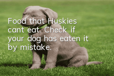 Food that Huskies can’t eat. Check if your dog has eaten it by mistake.