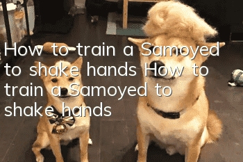 How to train a Samoyed to shake hands How to train a Samoyed to shake hands