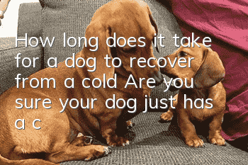 How long does it take for a dog to recover from a cold? Are you sure your dog just has a cold?