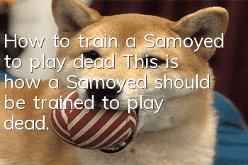 How to train a Samoyed to play dead? This is how a Samoyed should be trained to play dead.