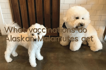 What vaccinations do Alaskan Malamutes get?