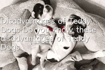 Disadvantages of Teddy Dogs Do you know these disadvantages of Teddy Dogs?