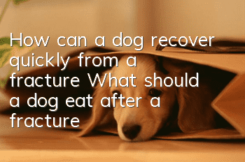 How can a dog recover quickly from a fracture? What should a dog eat after a fracture?