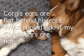 Corgi's ears are flat behind his ears. What should I do if my Corgi's ears are flat?