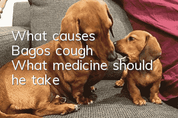 What causes Bago's cough? What medicine should he take?