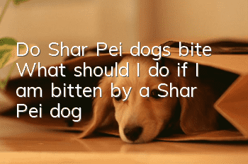Do Shar Pei dogs bite? What should I do if I am bitten by a Shar Pei dog?