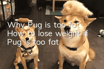 Why Pug is too fat? How to lose weight if Pug is too fat?