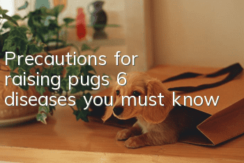 Precautions for raising pugs: 6 diseases you must know