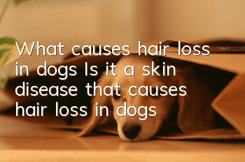 What causes hair loss in dogs? Is it a skin disease that causes hair loss in dogs?