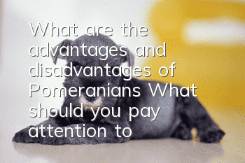 What are the advantages and disadvantages of Pomeranians? What should you pay attention to when raising Pomeranians?