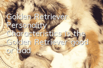 Golden Retriever Personality Characteristics Is the Golden Retriever good or bad?