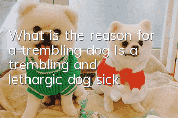 What is the reason for a trembling dog? Is a trembling and lethargic dog sick?