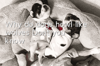 Why do dogs howl like wolves? Don’t you know?