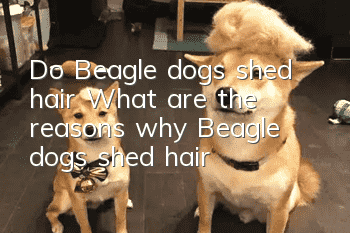 Do Beagle dogs shed hair? What are the reasons why Beagle dogs shed hair?