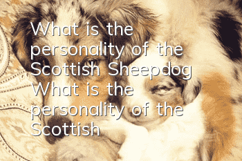 What is the personality of the Scottish Sheepdog? What is the personality of the Scottish Sheepdog?