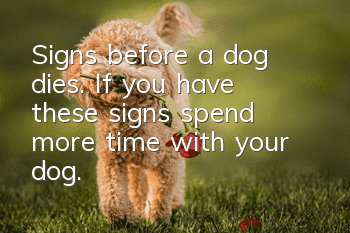 Signs before a dog dies. If you have these signs, spend more time with your dog.