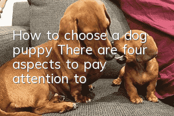 How to choose a dog puppy? There are four aspects to pay attention to!