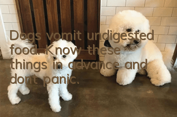 Dogs vomit undigested food. Know these things in advance and don’t panic.
