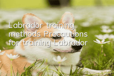 Labrador training methods Precautions for training Labrador