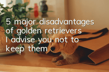 5 major disadvantages of golden retrievers: I advise you not to keep them